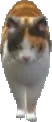 a_c_cat_02 ped model in GTA 5