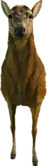 a_c_deer ped model in GTA 5