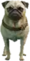 a_c_pug ped model in GTA 5