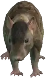 a_c_rat ped model in GTA 5