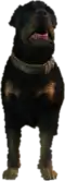 a_c_rottweiler ped model in GTA 5