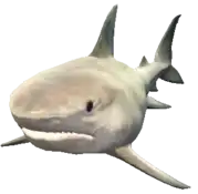 a_c_sharktiger ped model in GTA 5