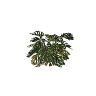 h4_prop_bush_monstera_med_01 GTA 5 prop model