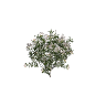 h4_prop_bush_olndr_white_sml GTA 5 prop model
