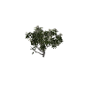 h4_prop_tree_frangipani_med_01 GTA 5 prop model