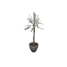 m25_2_prop_m52_art_plant_02a GTA 5 prop model