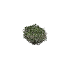 prop_bush_neat_07 GTA 5 prop model