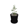 sf_prop_sf_art_plant_s_01a GTA 5 prop model