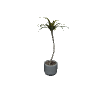 v_corp_potplant2 GTA 5 prop model