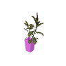 vw_prop_flowers_potted_03a GTA 5 prop model